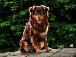 Mini Aussie Deckrüde, Red tri, Mini Australian Shepherd 