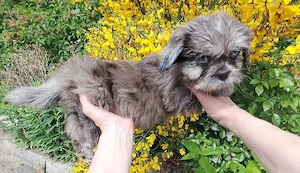 Boomer Fluffy Frenchie X shih tzu
