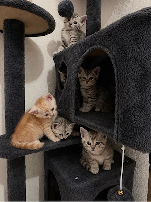 BKH Mix Kitten   stubenrein, sozialisiert, liebevoll aufgewachsen