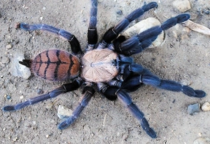 chilobrachys fimbriatus weibchen 