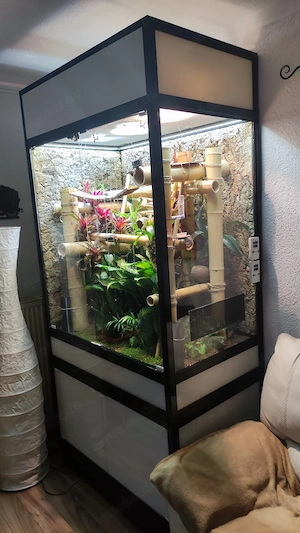 Terrarium mit Pärchen Phelsuma Grandis in 14513 Teltow abzugeben 