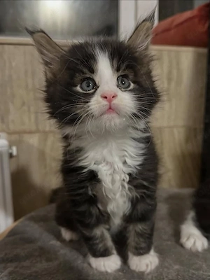 Reinrassige Maine-Coon-Kitten   Zwei Kitten Bild 2