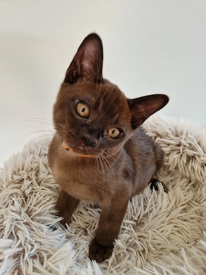 Kitten Reinrassige Burma Katzenbabys