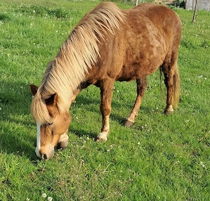 Hengst und Stute  Bild 3