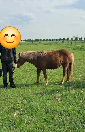 Hengst und Stute  Bild 4