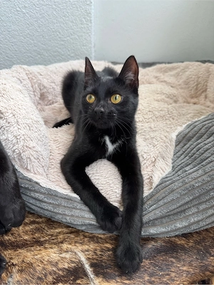 Zwei weibl. Kitten suchen ein Zuhause