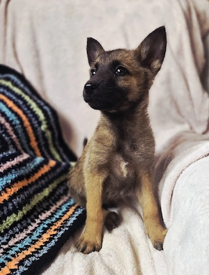 8 Belgische Malinois Welpen suchen ein aktives Zuhause