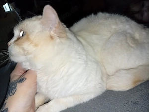Bkh kater in der Farbe red point mit tollen blauen Augen 