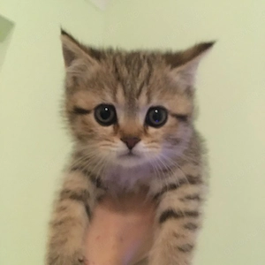 Bkh Kitten