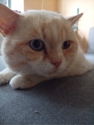 BKH kater mit tollen blauen Augen  Bild 2