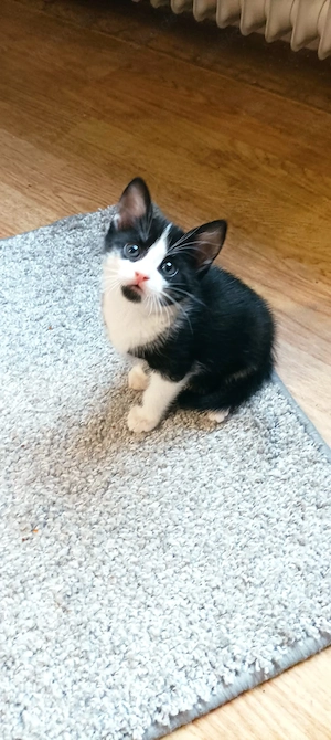 Kater Kitten Katzenbaby männlich von Bauernhof