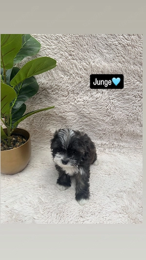 Chi-Chon Dog Bichon frisé Chihuahua mix Welpe