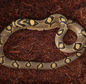 E.Mandarinus Sichuan 1.1 2025 