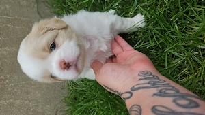 Hunde welpe zu verkaufen 