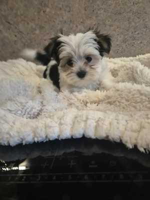 Yorkshire Terrier Welpen 