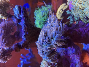 Euphyllia Glabrescens Holy Grail, Toxic Green, Hellfire, Dragon Soul abzugeben Auflösung Meerwasser