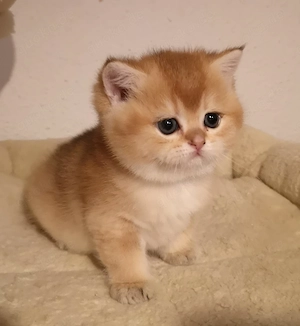 Reinrassige BKH Kitten Katze Golden Erbkrankheiten getestet 