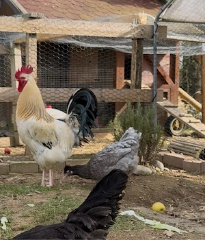 großer Sussex Hahn ca. 1 Jahr alt 