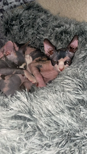 sphynx kitten 