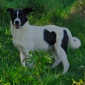 Border Collie Mix Rüde 8Mon 20kg 50cm SEELE VON HUND 