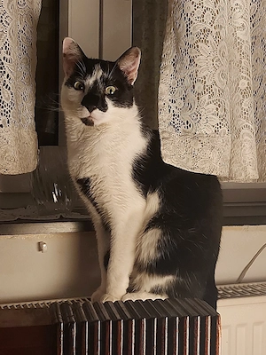 Kater Max sucht liebevolles Zuhause 