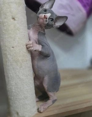 Sphynx kitten mit Stammbaum Bild 3