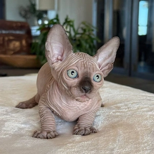 sphynx kitten mit Stammbaum