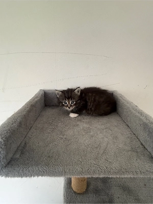 Kleine Kitten suchen liebevolles Zuhause