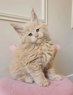 Gesunder männlicher und weiblicher Maine Coon Kätzchen 