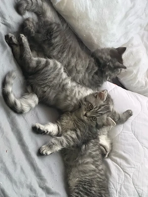 Babykatzen abgabe bereit 
