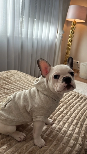 französiche bulldogge