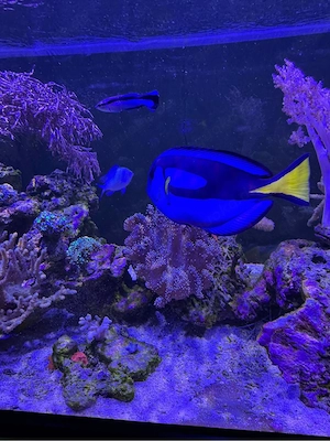 Meerwasserfische