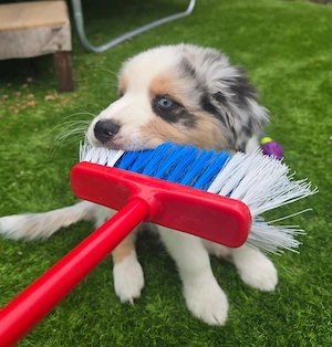 2 Australian Shepard Welpen suchen ihr Traumzuhause