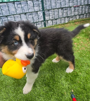 Raya- Eine traumhafte Australian Shepard Hündin sucht ihr Traumzuhause