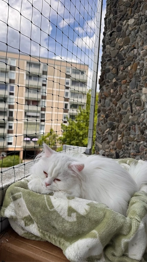 Perser Katze sucht liebvolles Zuhause