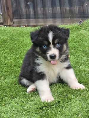 Zauberhafte Australian Sheperd Welpen 