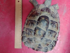 Griechische Landschildkröte 
