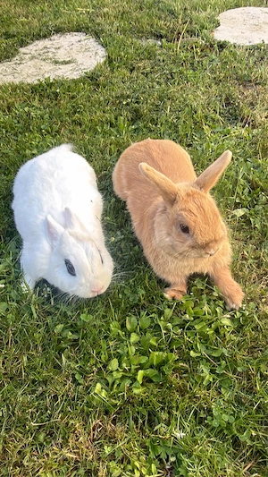 Wir erwarten süße Zwergkaninchen babys!