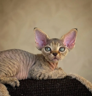 Bezauberndes männliches und weibliches Devon-Rex-Kätzchen