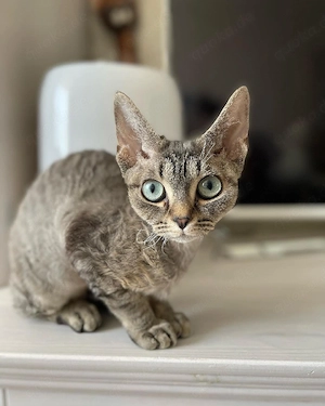 Bezauberndes männliches und weibliches Devon-Rex-Kätzchen Bild 2