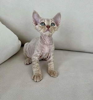 Bezauberndes männliches und weibliches Devon-Rex-Kätzchen Bild 5