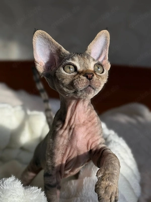 Bezauberndes männliches und weibliches Devon-Rex-Kätzchen Bild 4