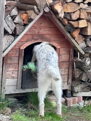 Nussini möchte gerne an Deiner Seite sein   wartet bei Fürstenfeldbruck Bild 6