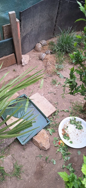 Maurische landschildkröten mit EU-Bescheinigung Bild 3