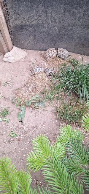 Maurische landschildkröten mit EU-Bescheinigung Bild 4