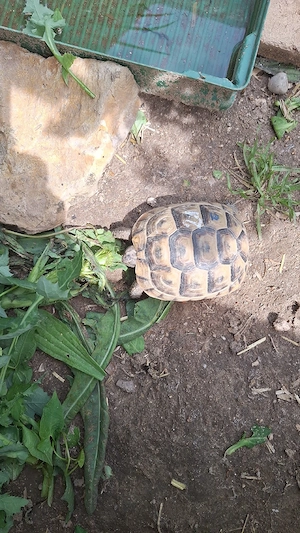 Maurische landschildkröten mit EU-Bescheinigung Bild 2