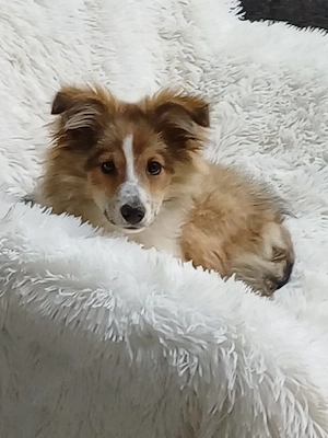Sheltie Hündin 6 monate alt