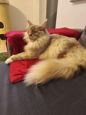 Maine Coon Kater zu verkaufen 