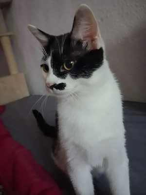 1 jährige Katzen abzugeben 