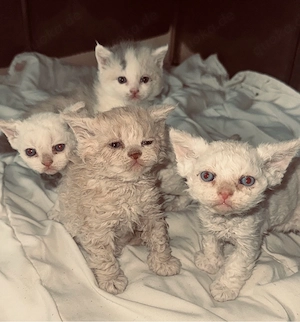 selkirk Rex 